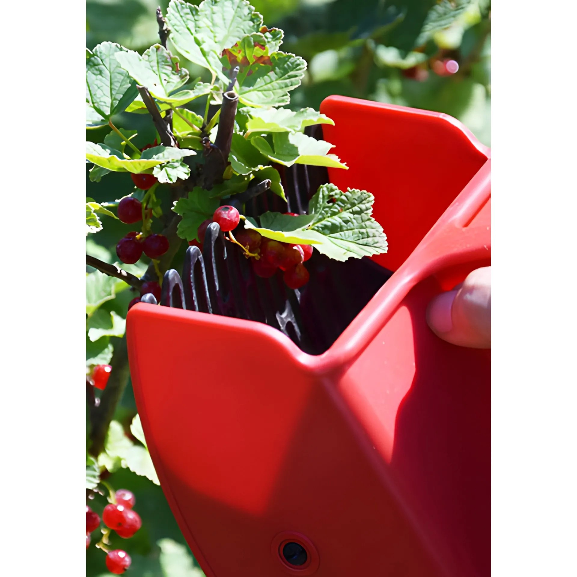 Beerenzeit|Kleingeräte|Beerenpflücker mit Kunststoffkamm