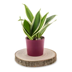 Untersetzer|Buffetpräsentation|Untersetzer 'Baumscheibe', Ø ca. 15 cm